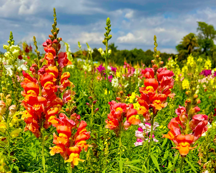 A vibrant field of wildflowers, featuring prominent orange and yellow snapdragons among lush green foliage under a cloudy blue sky at The Berry Farm.