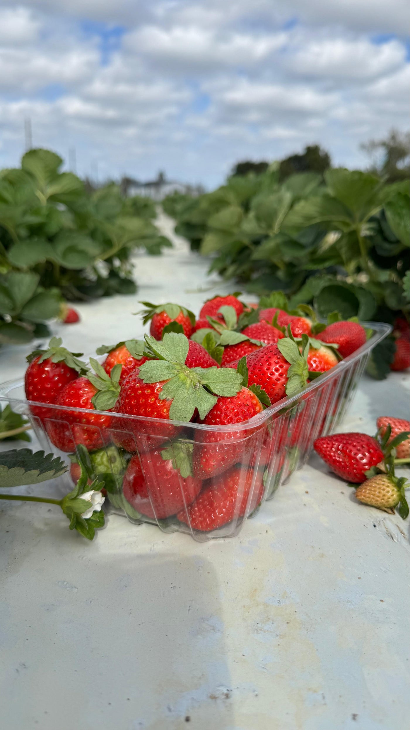 From Our Fields to Their Creations
