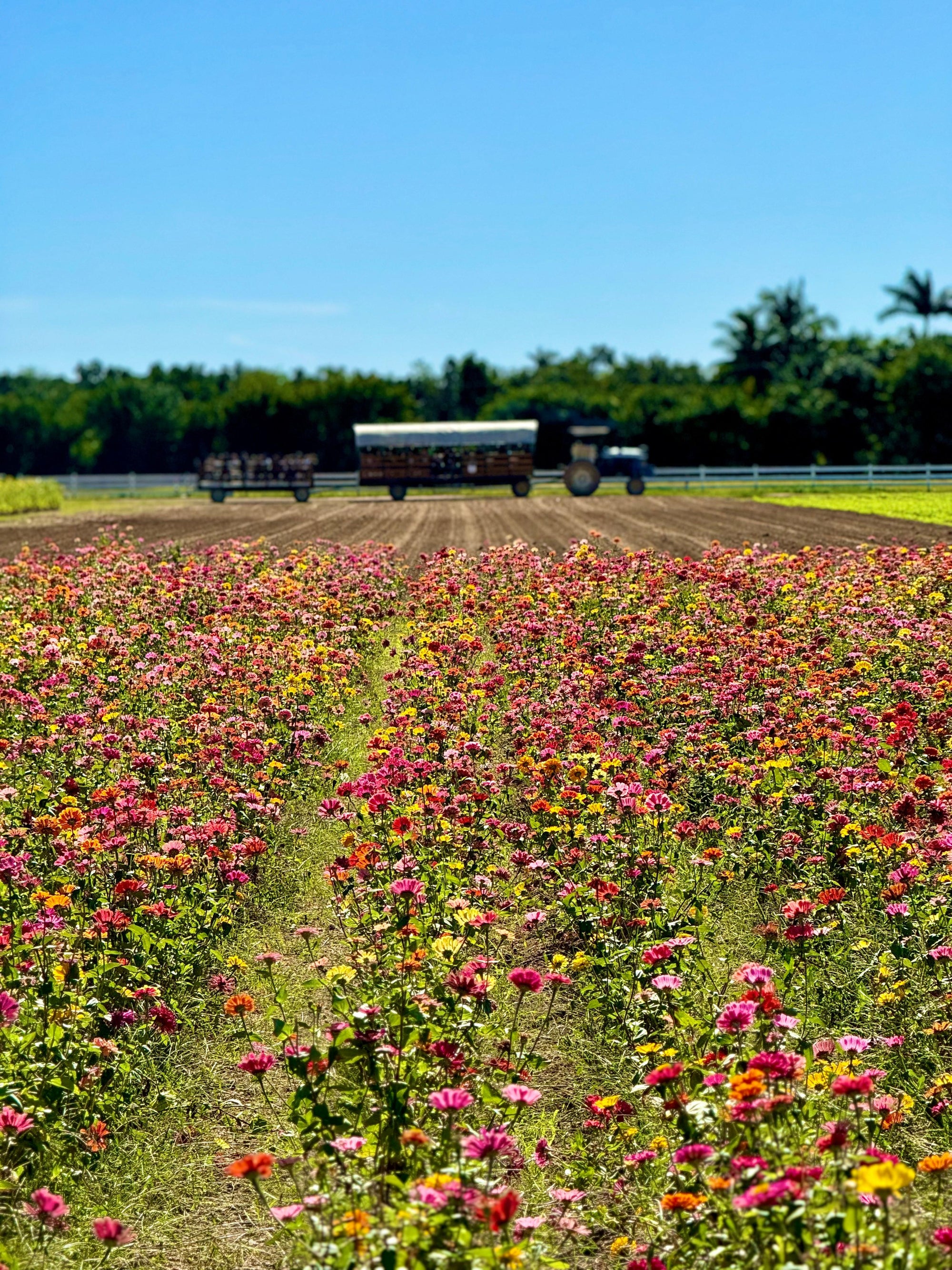 A wide outdoor field of pink, red, yellow, and orange flowers in the foreground, with a tractor and trailer visible in the distance under a clear blue sky.