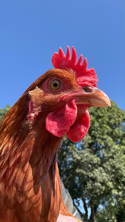 FARM-FRESH EGGS