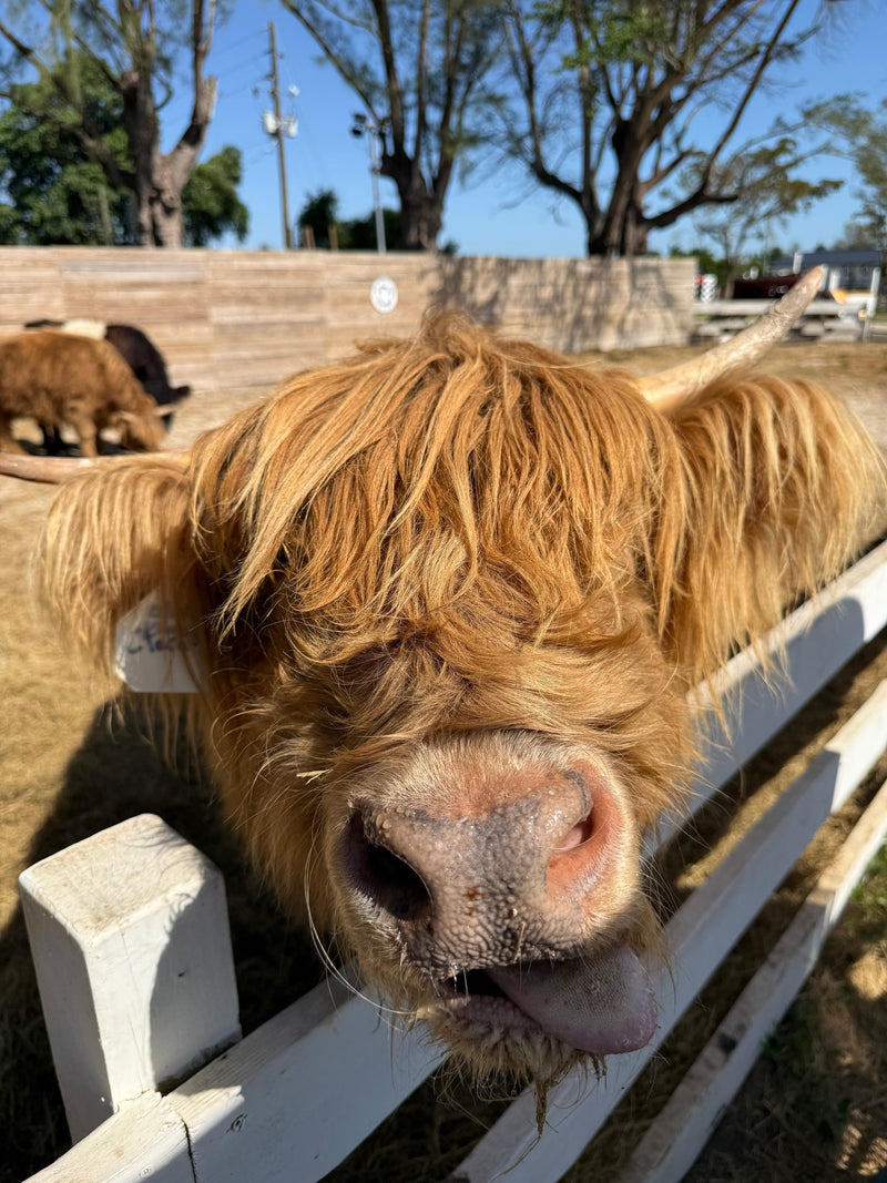 FARM ANIMALS