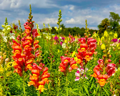 A vibrant field of wildflowers, featuring prominent orange and yellow snapdragons among lush green foliage under a cloudy blue sky at The Berry Farm.