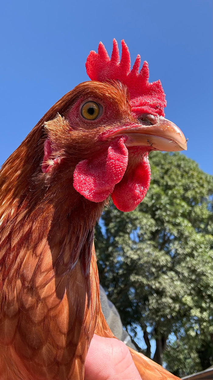 Explore the Farm