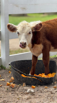 Make a Farm Friend