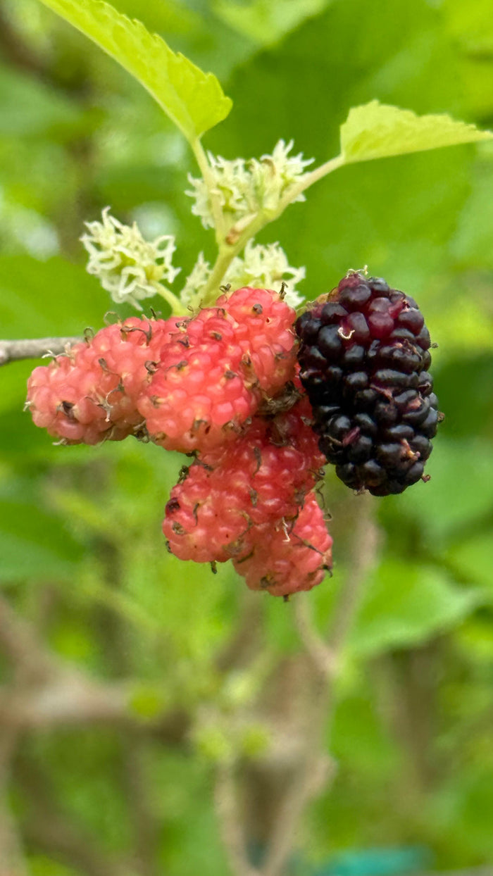 MULBERRIES