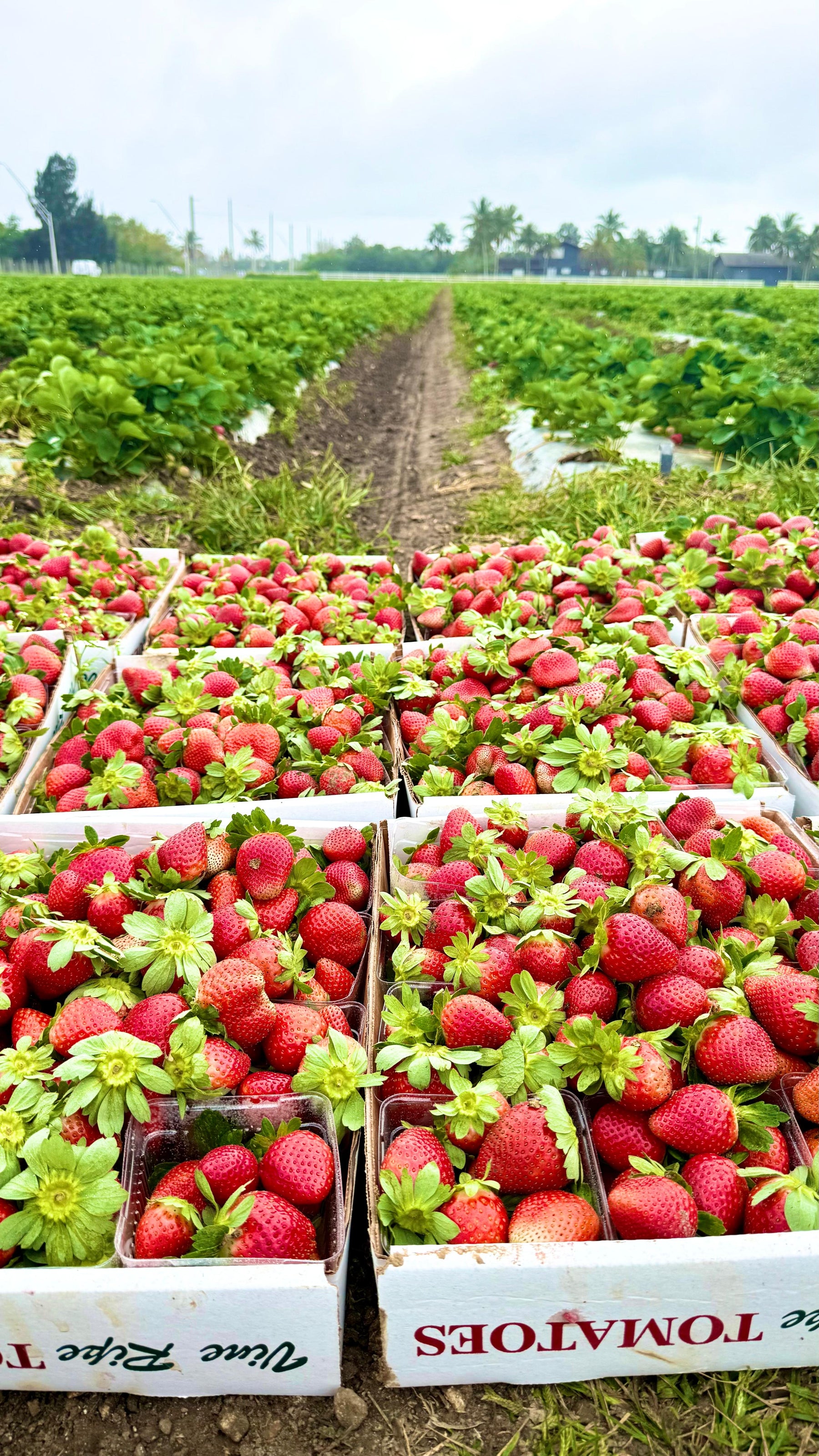 Taste of The Fields