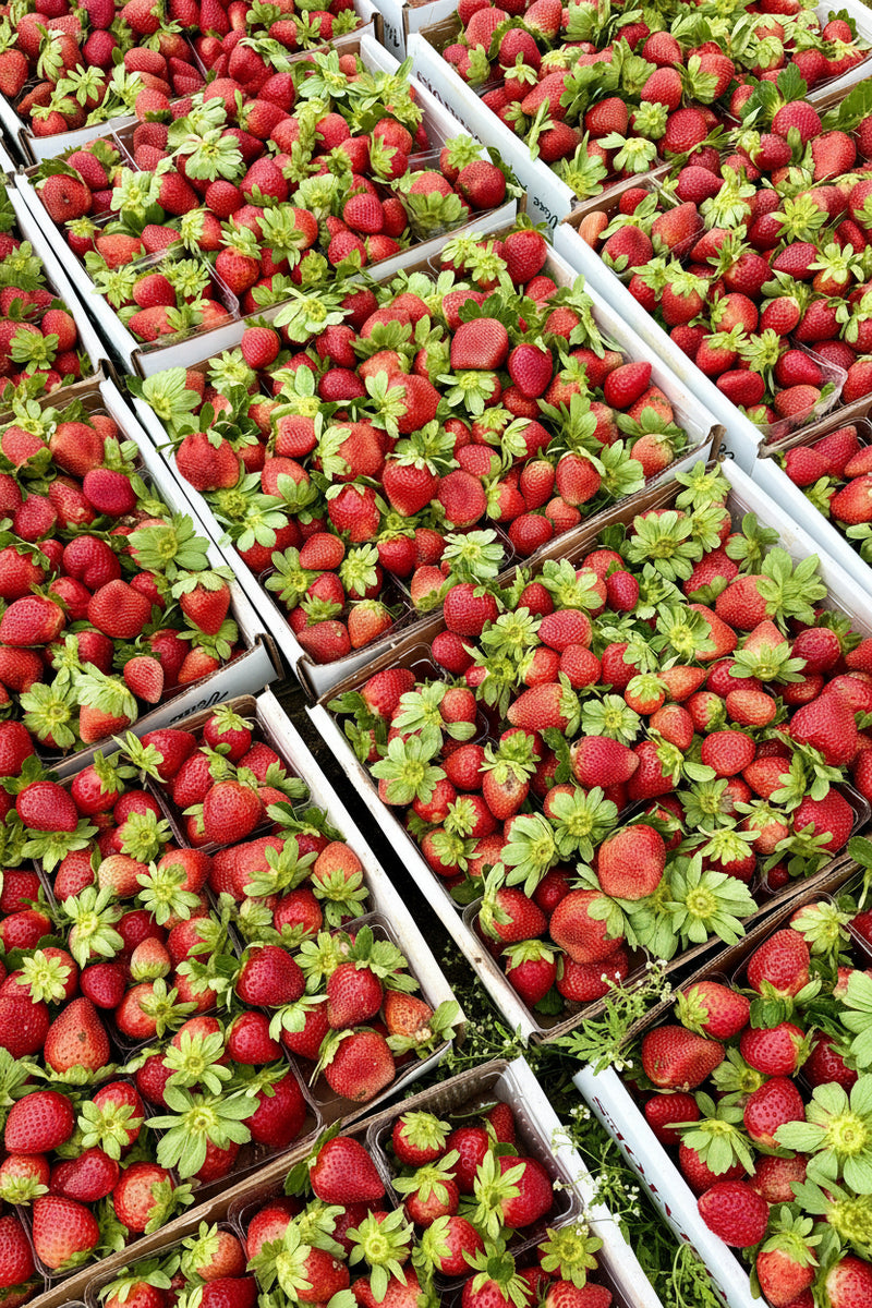 The Berry Farm