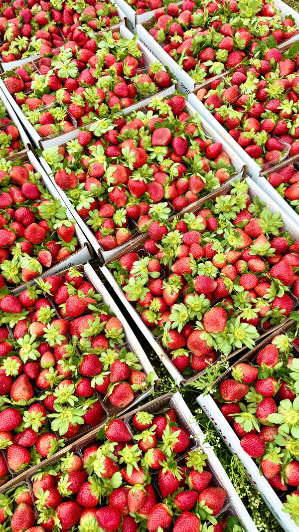 Strawberry Festival