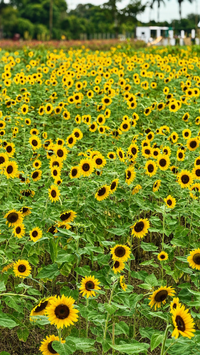 Sunflowers