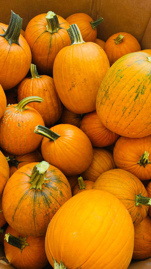 Harvest Festival