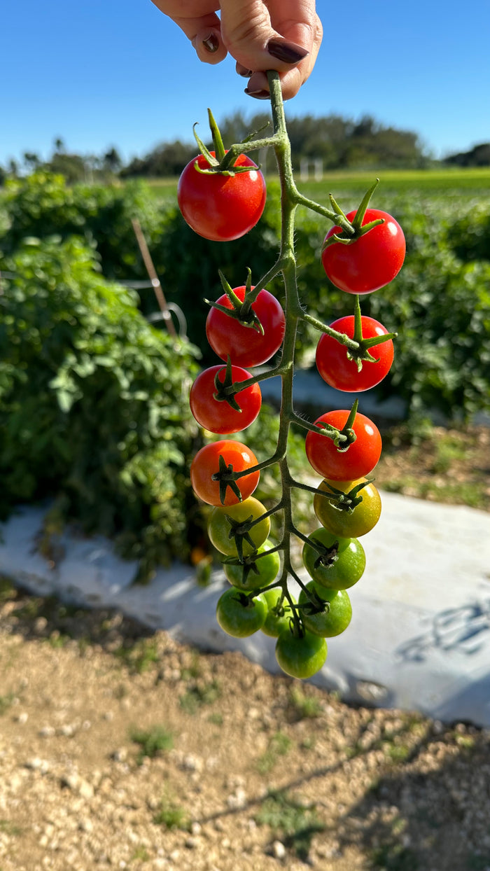TOMATOES