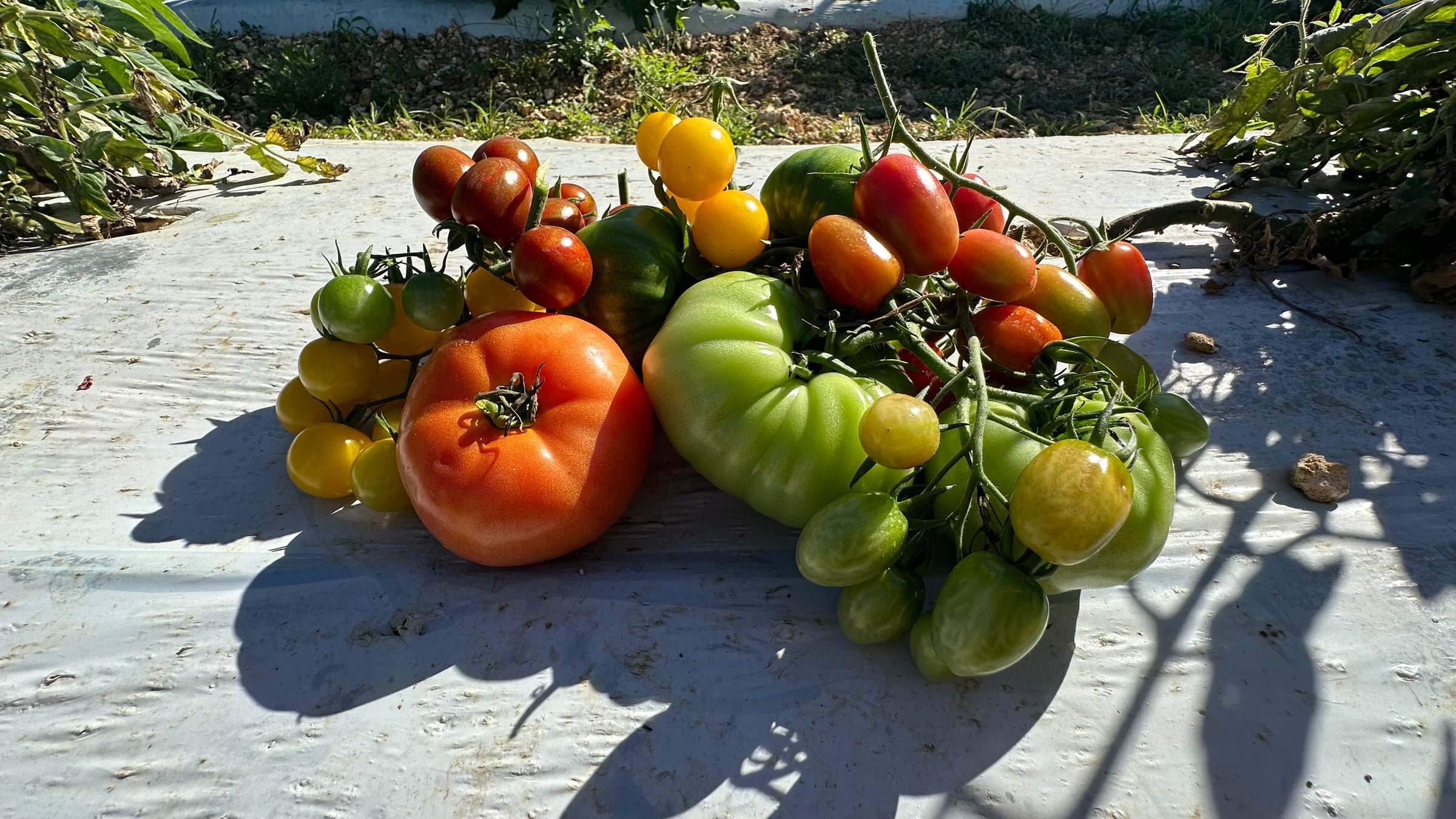 From the Field to Your Hands.