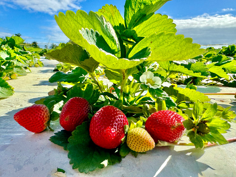 Strawberry Festival