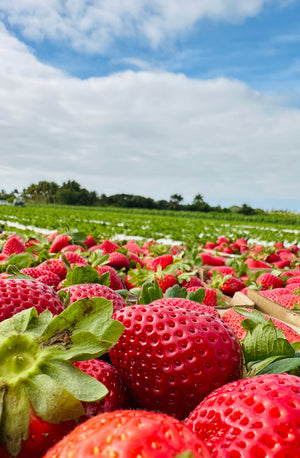 Strawberry field with ripe strawberries under a blue sky with clouds at The Berry Farm.