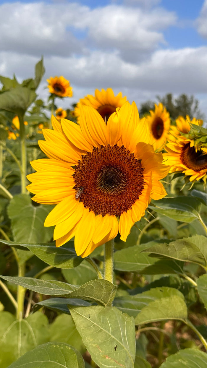 SUNFLOWERS