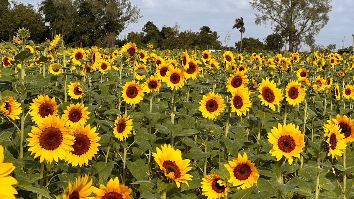 Plan Your Day at The Berry Farm