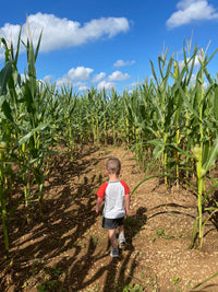 Corn Maze