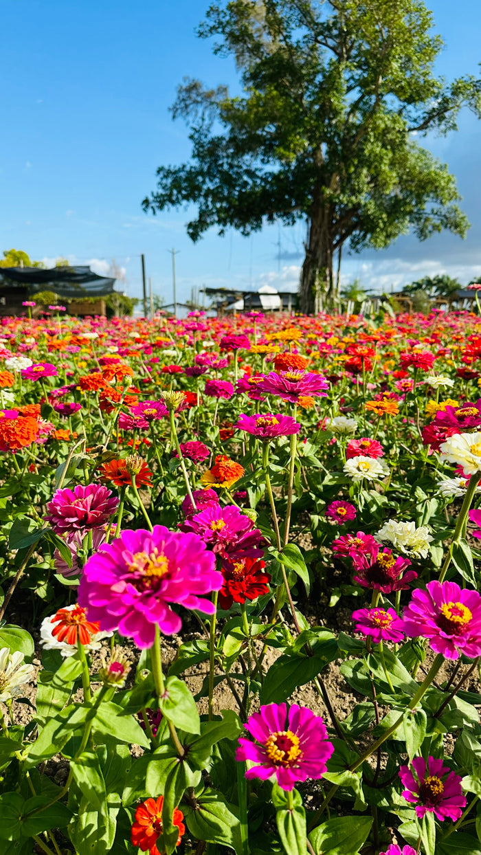 ZINNIAS