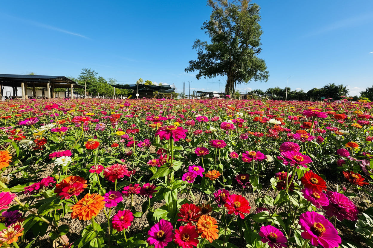 A vibrant field of colorful zinnia flowers in shades of pink, red, orange, and yellow under a bright blue sky with white clouds, with a large tree and a pavilion in the background.