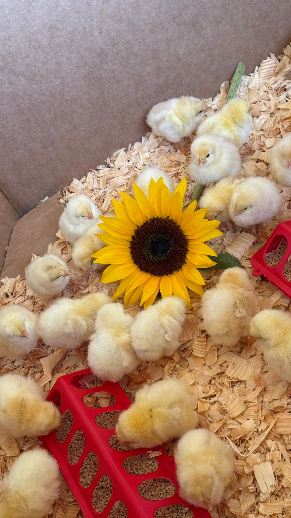 Chick & Bunny Petting Zoo