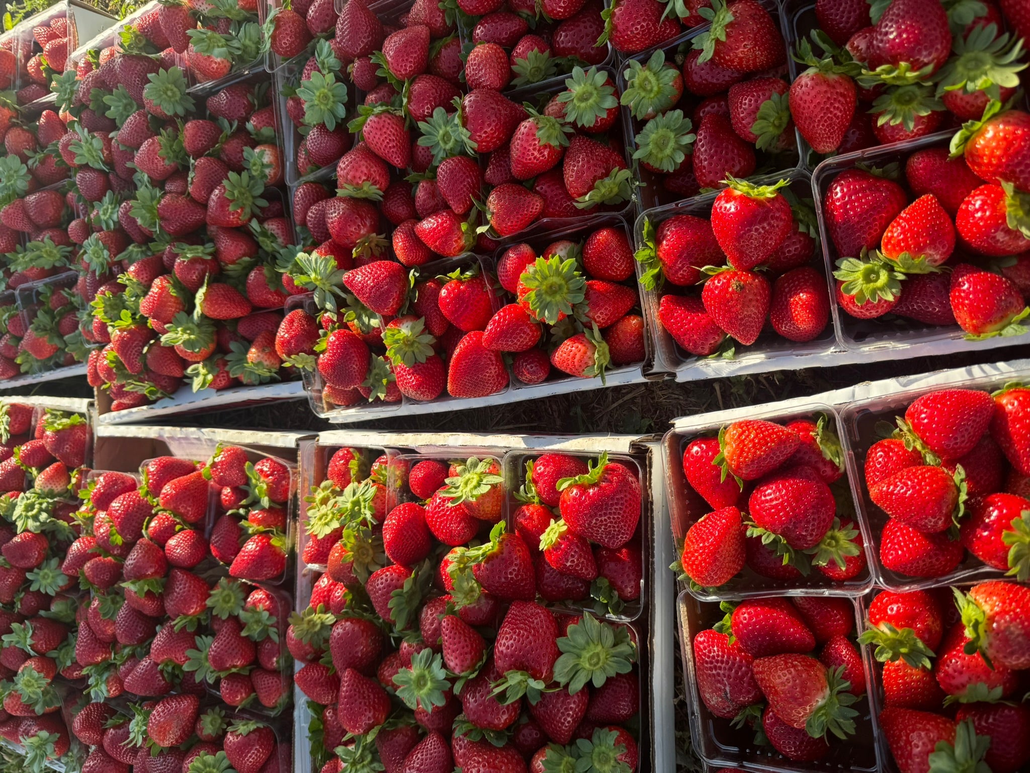 Multiple plastic bins filled with fresh red strawberries, some still attached to green leafy tops, arranged in rows outdoors at The Berry Farm
