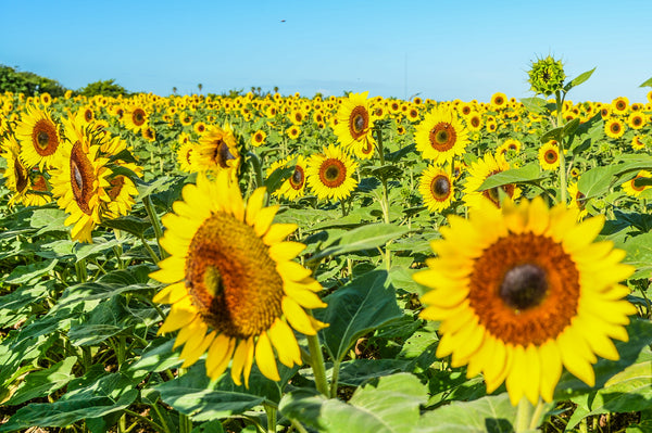 Sunflower Fields