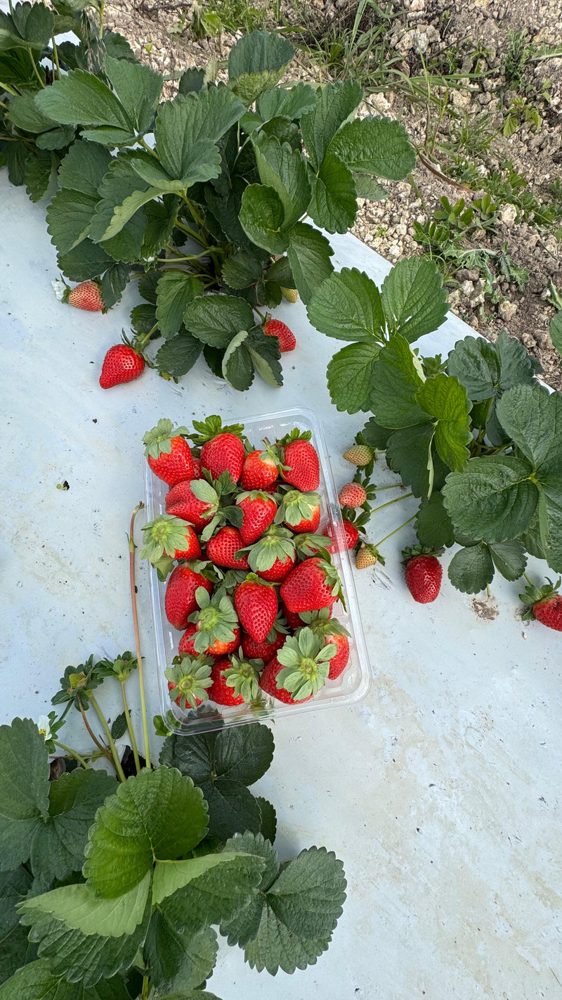 The Fields by The Berry Farm