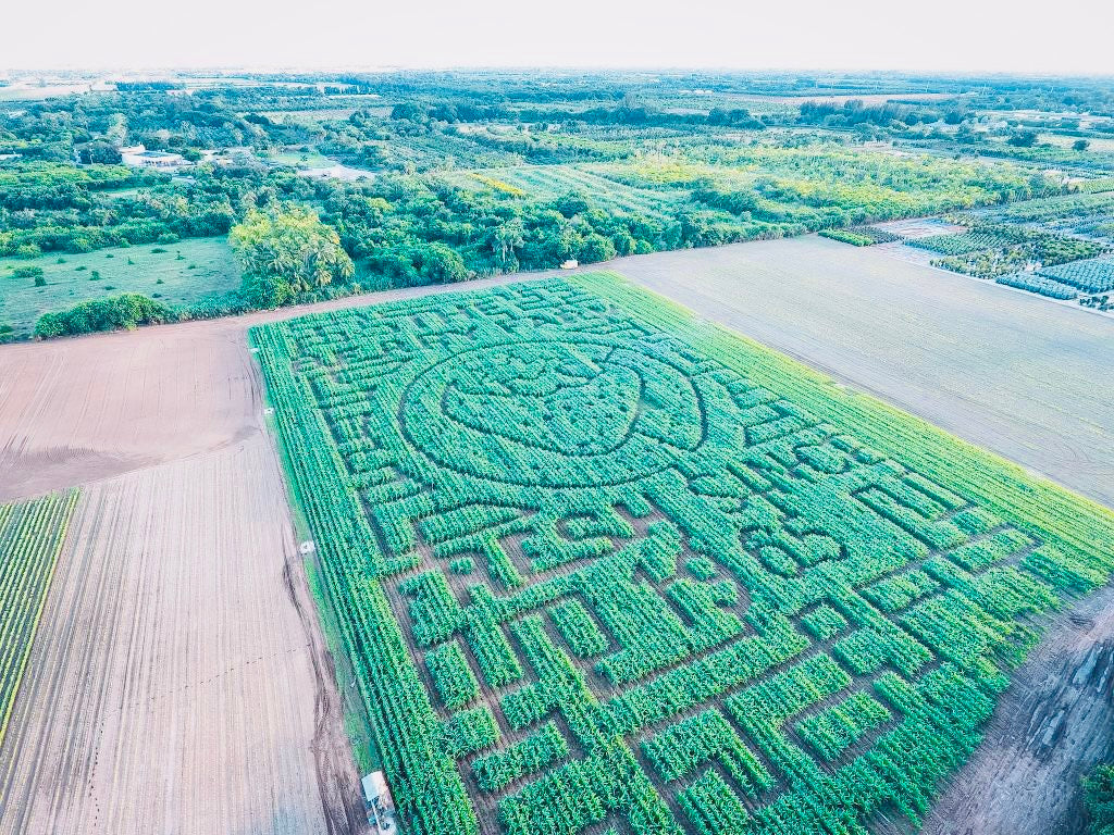 Aerial view of a large corn maze in a field at The Berry Farm during Harvest Festival in Miami, Florida. 