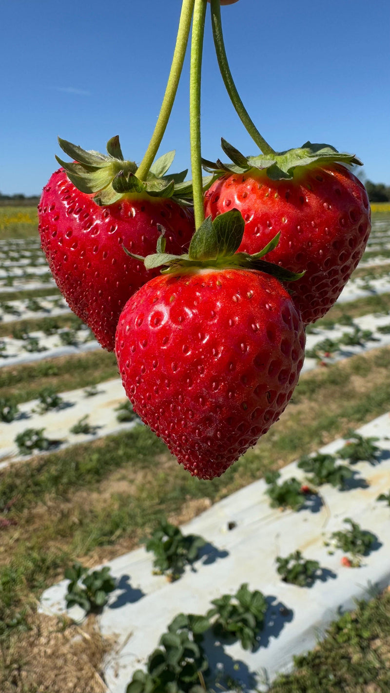 STRAWBERRY SEASON