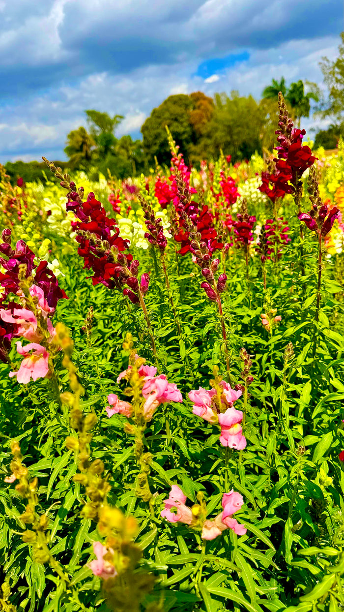 SNAPDRAGONS