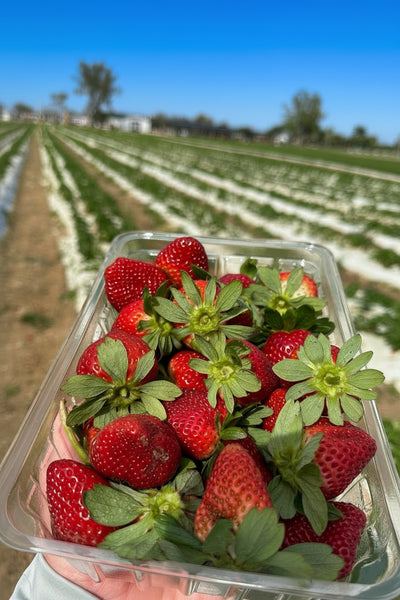 Container of strawberries held by a person with rows of crops in the background
